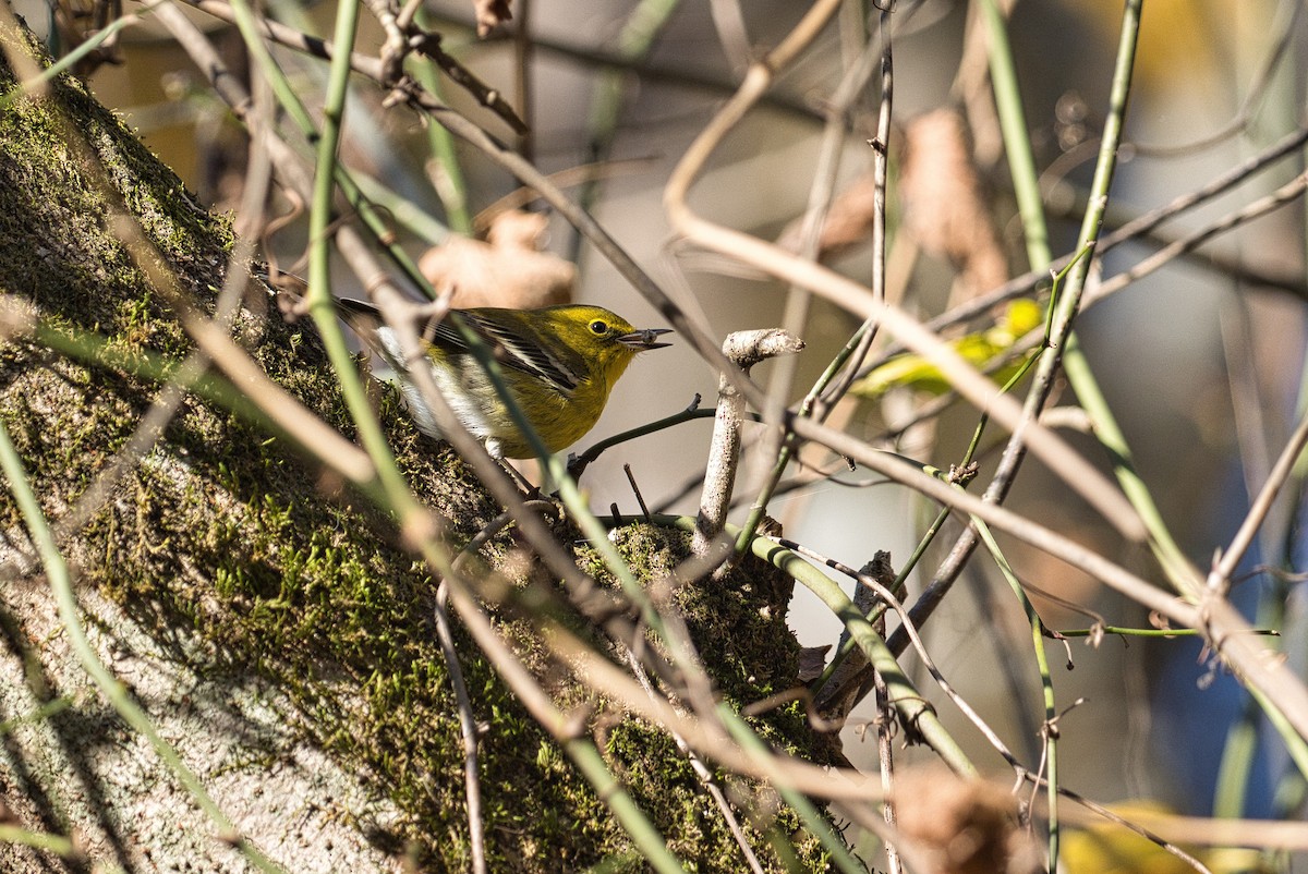 Pine Warbler - ML389592021