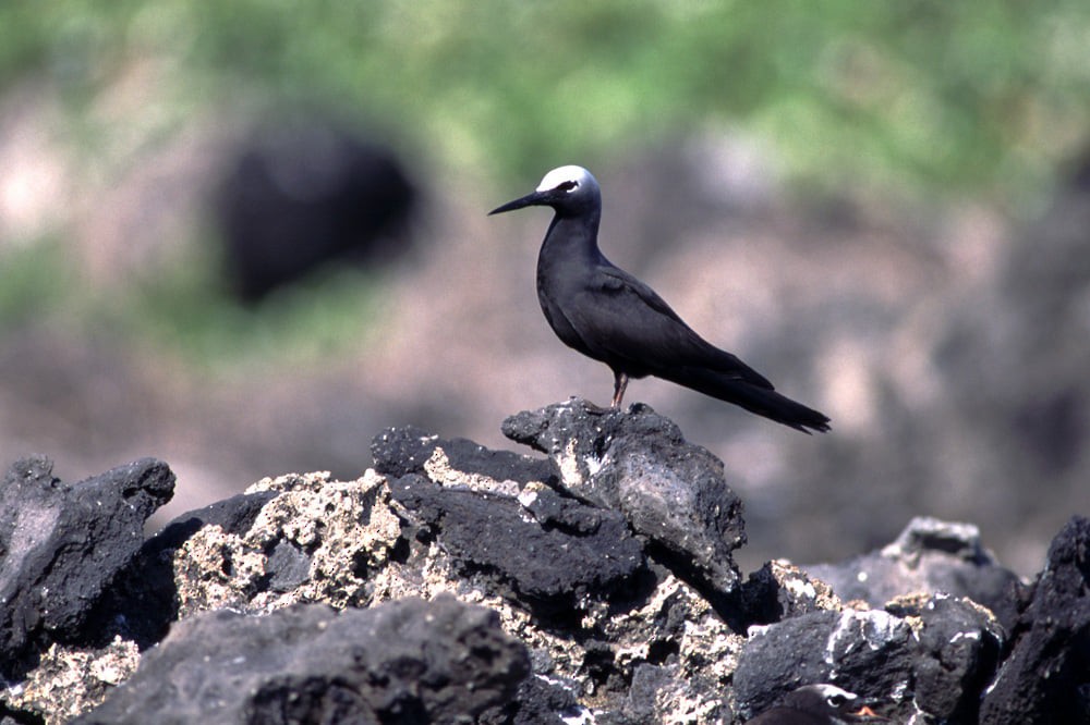 Black Noddy - ML389592841