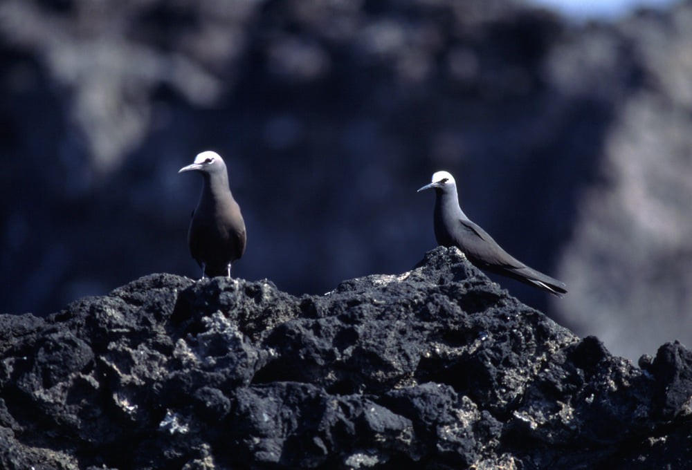 Black Noddy - ML389592851