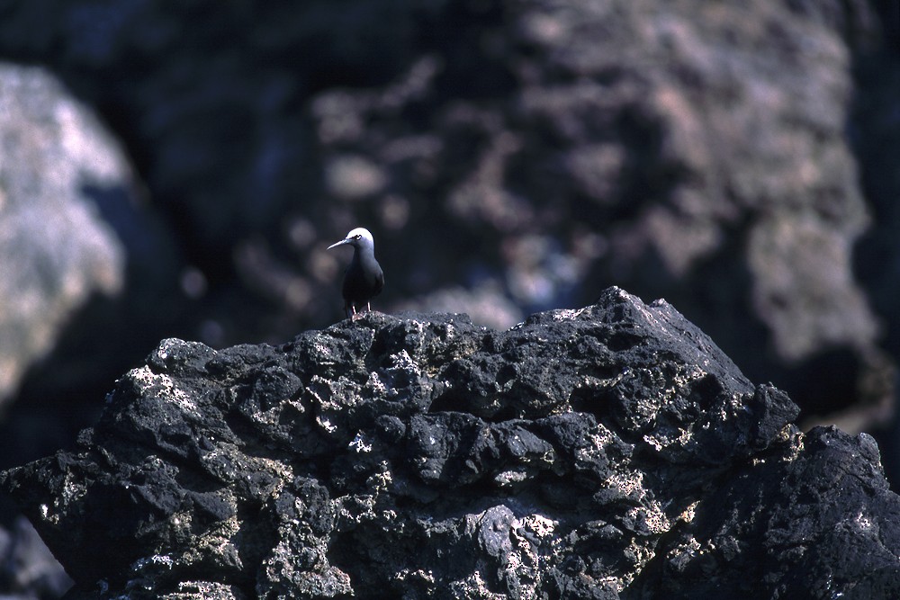 Black Noddy - Yoshiaki Watanabe