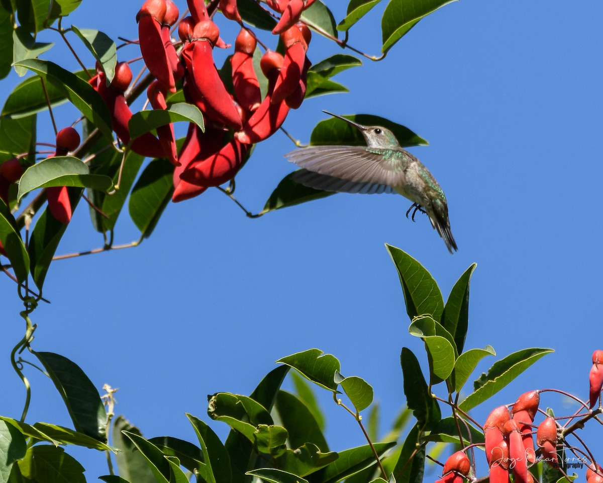 White-bellied Hummingbird - Jorge Omar Torres