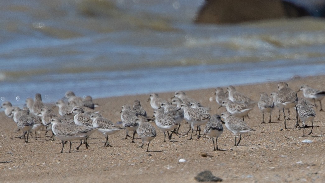 Red-necked Stint - ML389595291