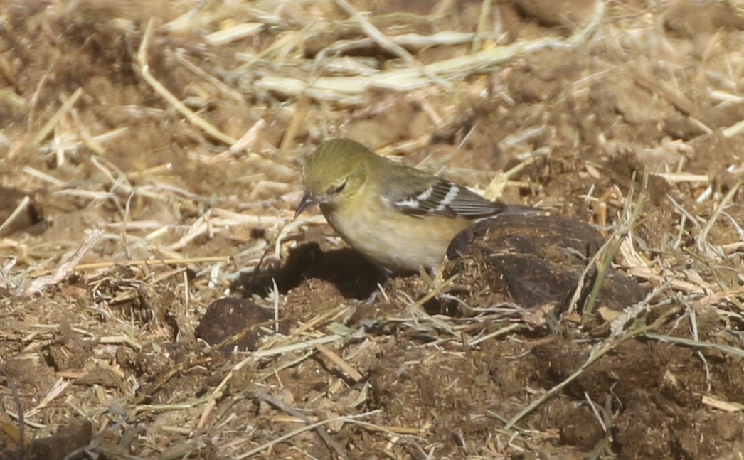 סבכון חום-ראש - ML389596311