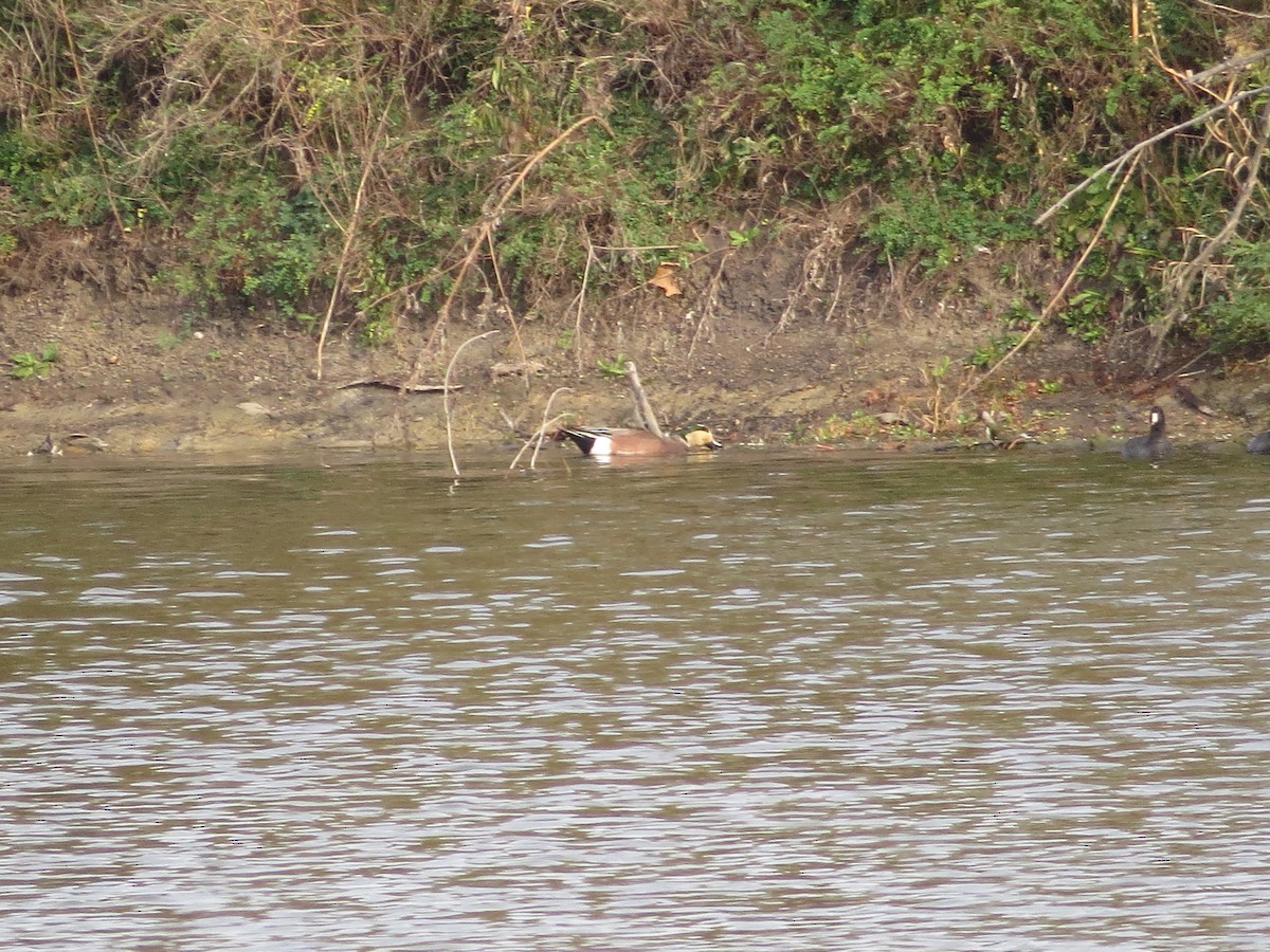 American Wigeon - ML38959861