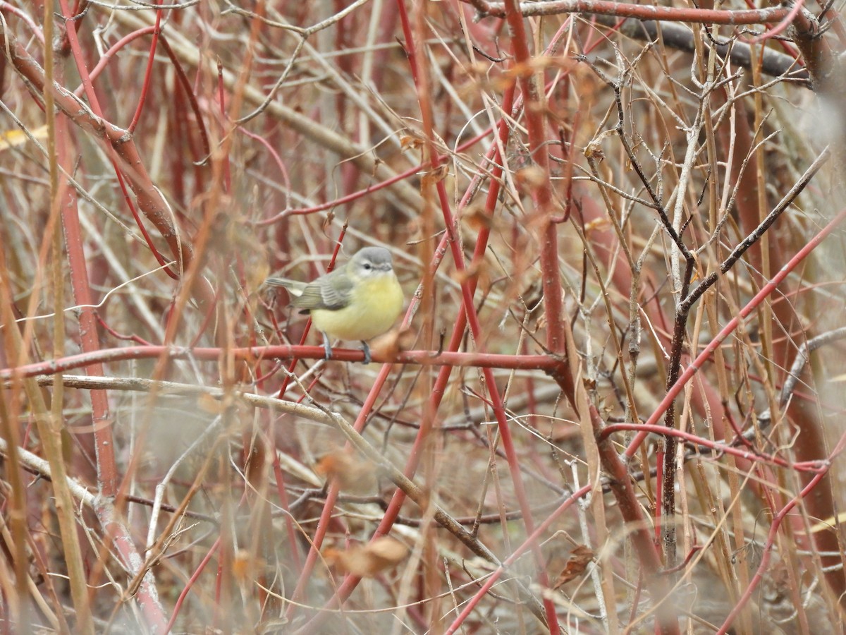 Philadelphia Vireo - ML389598731