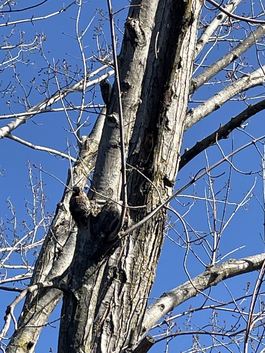 Brown Creeper - ML389601931