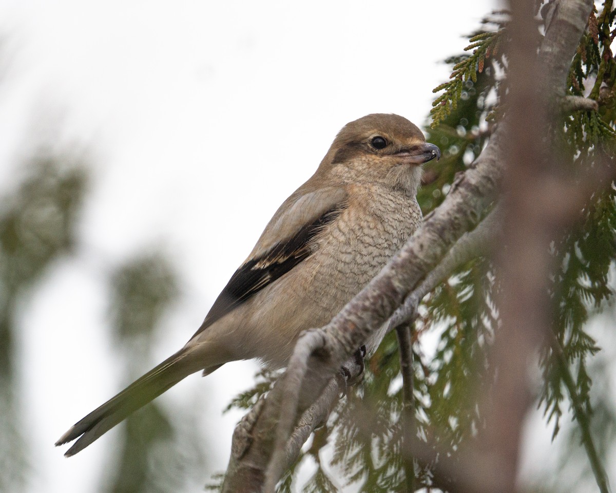 Northern Shrike - ML389602641