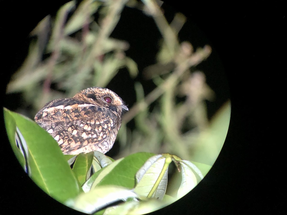 Spot-tailed Nightjar - Roland Rumm