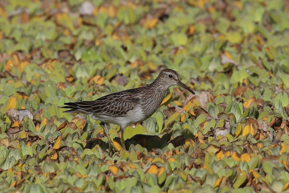 Pectoral Sandpiper - ML389605841