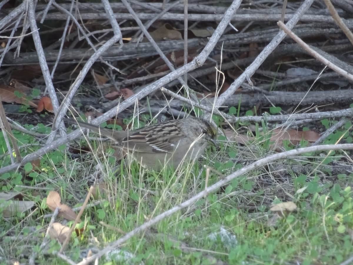 Golden-crowned Sparrow - ML389606381