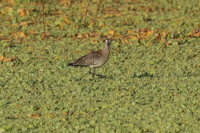 Bar-tailed Godwit - Ian Thompson