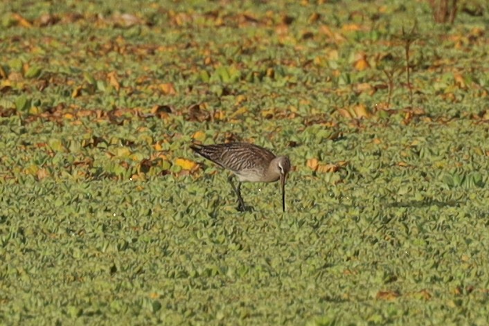 Bar-tailed Godwit - Ian Thompson