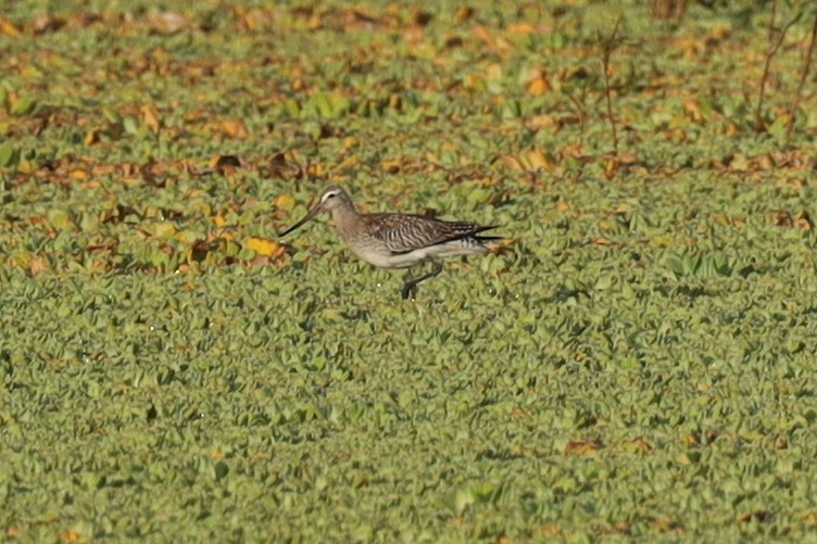 Bar-tailed Godwit - ML389606741