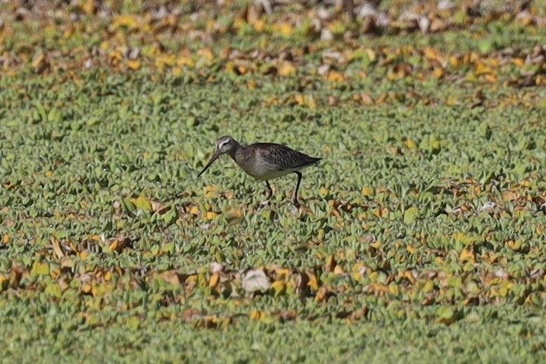 Bar-tailed Godwit - Ian Thompson