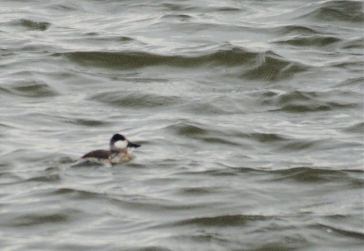 Ruddy Duck - ML389607741