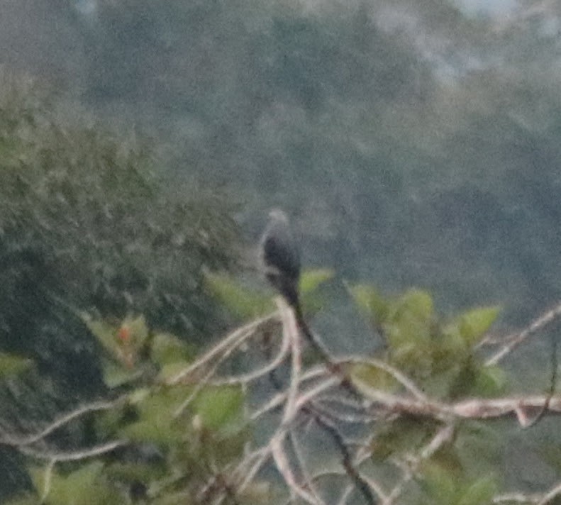 Plumbeous Kite - ML389607851