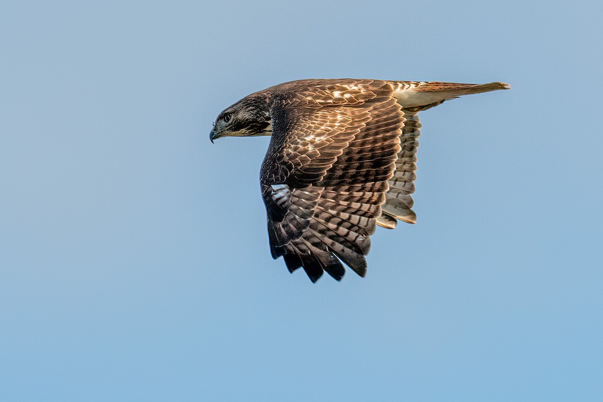 Red-tailed Hawk - ML389608161
