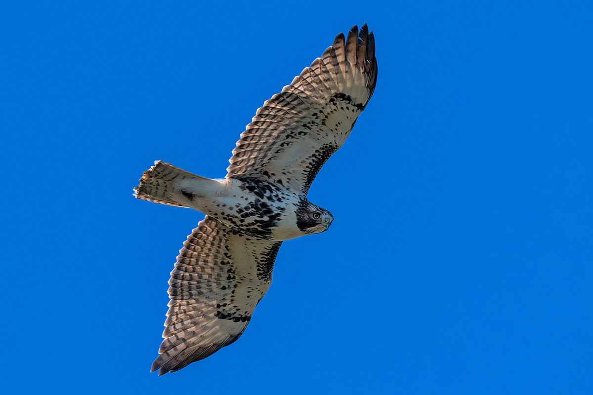 Red-tailed Hawk - ML389608171