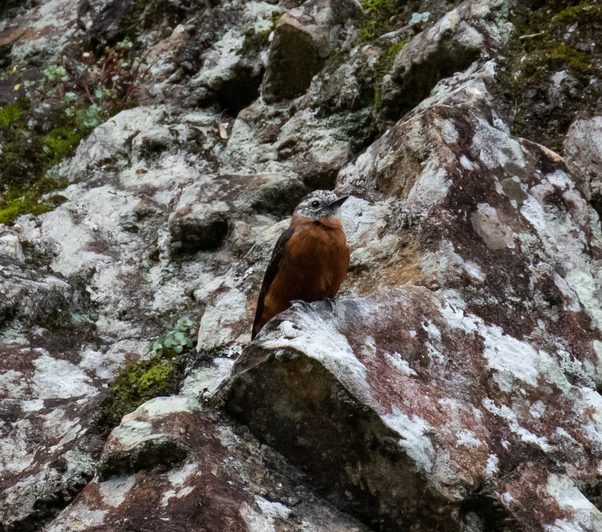 Cliff Flycatcher - ML389609151