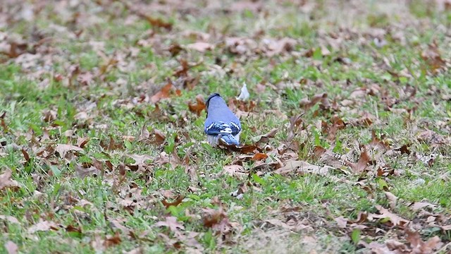 Blue Jay - ML389610431