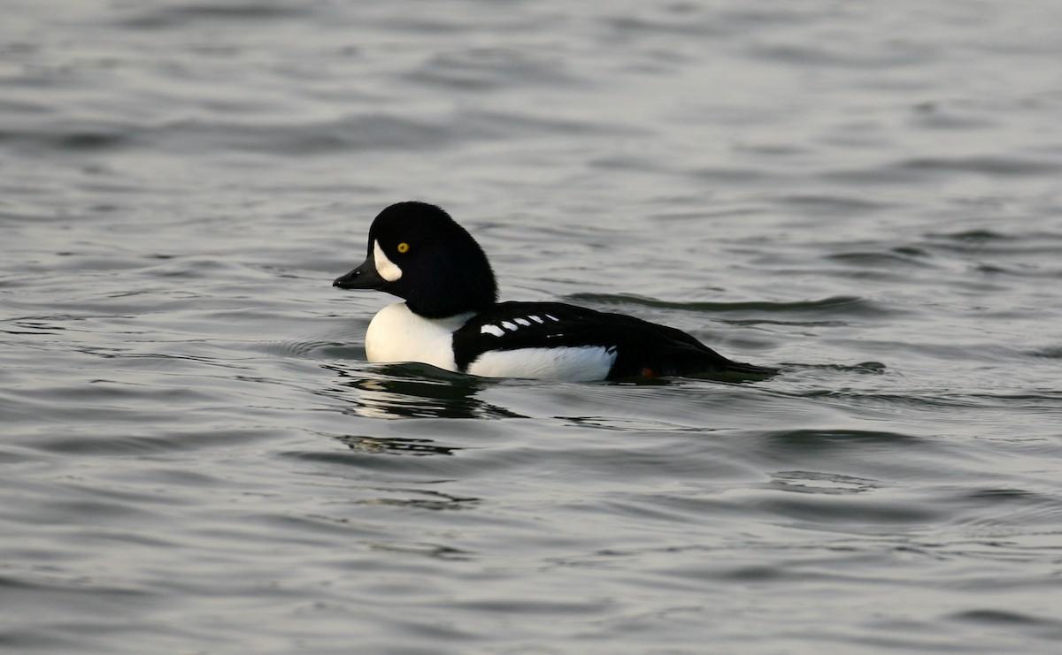 Barrow's Goldeneye - ML389610481