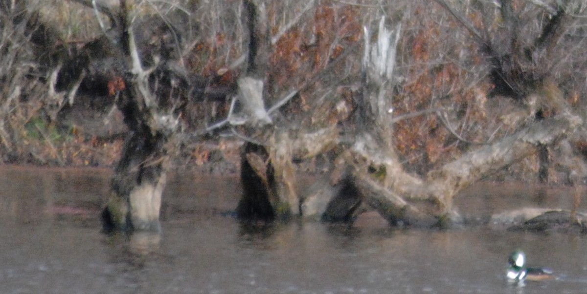 Hooded Merganser - ML389610721