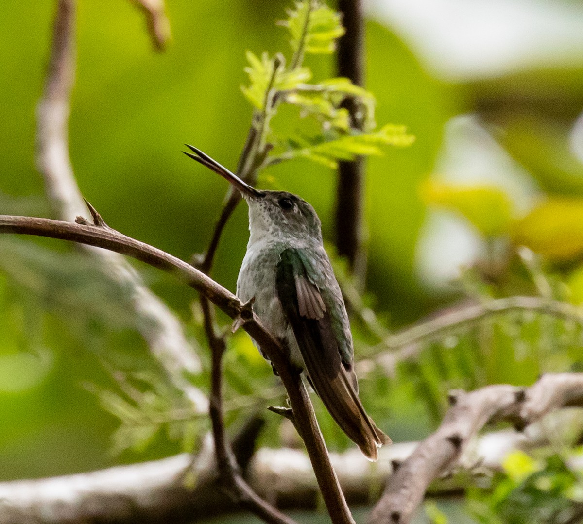 White-bellied Hummingbird - ML389611141