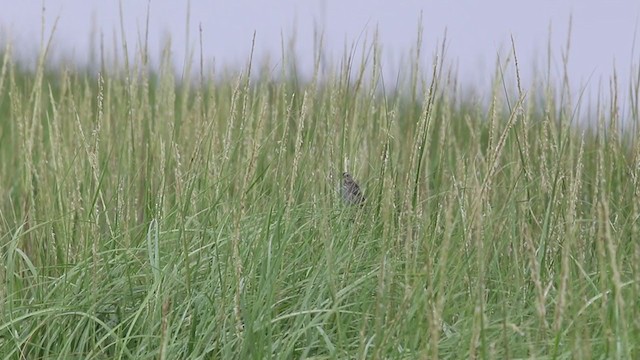 Nelson's Sparrow (Atlantic Coast) - ML389611291