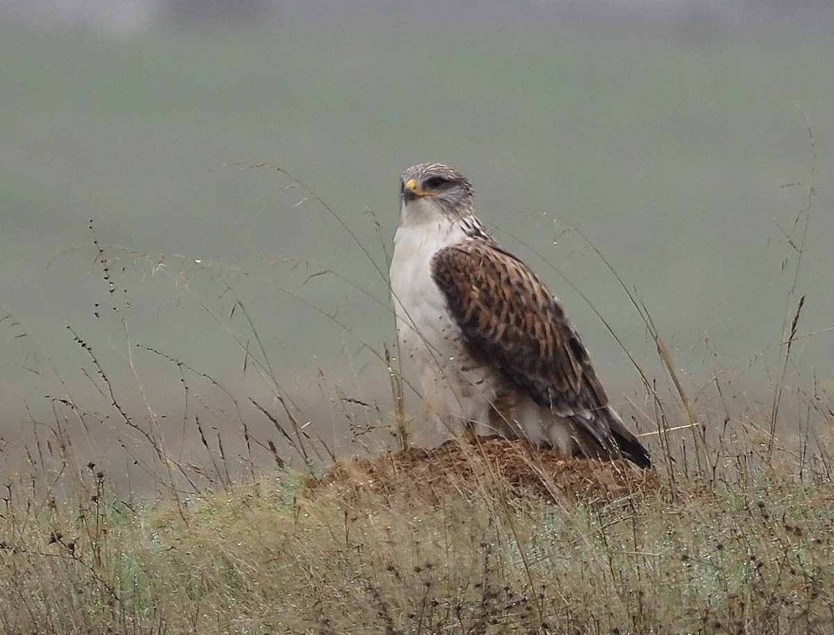 Ferruginous Hawk - ML389611521