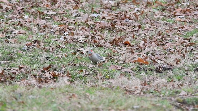 Red-bellied Woodpecker - ML389611881