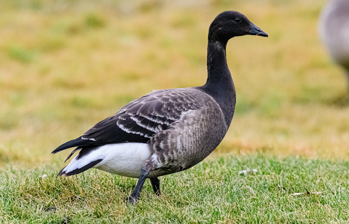 Brant - ML389612501