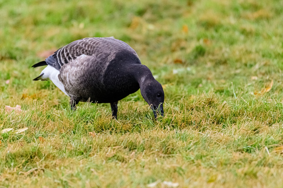 Brant - ML389612591