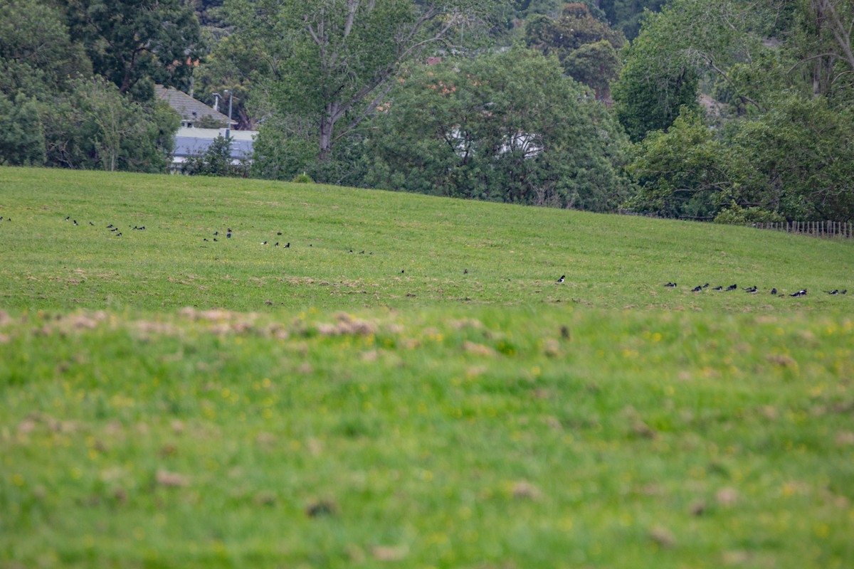 South Island Oystercatcher - ML389613521