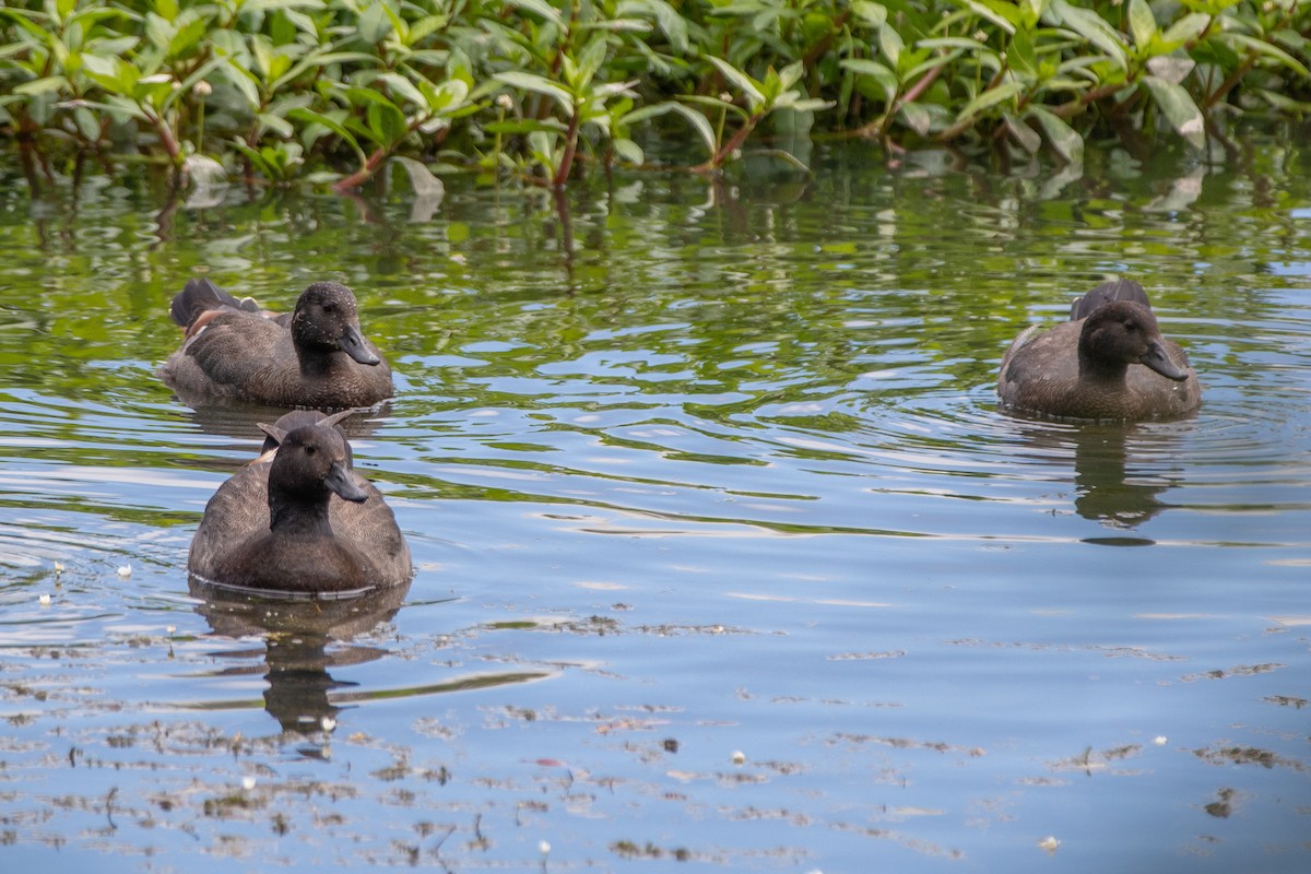 Paradise Shelduck - ML389613691