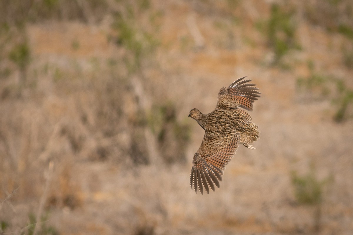Chilean Tinamou - Ariel Cabrera Foix