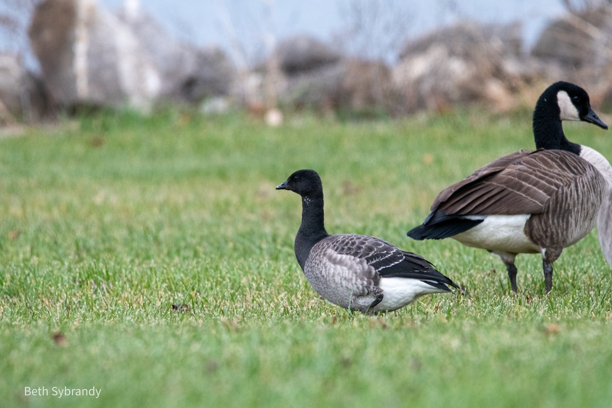 Brant - ML389615641