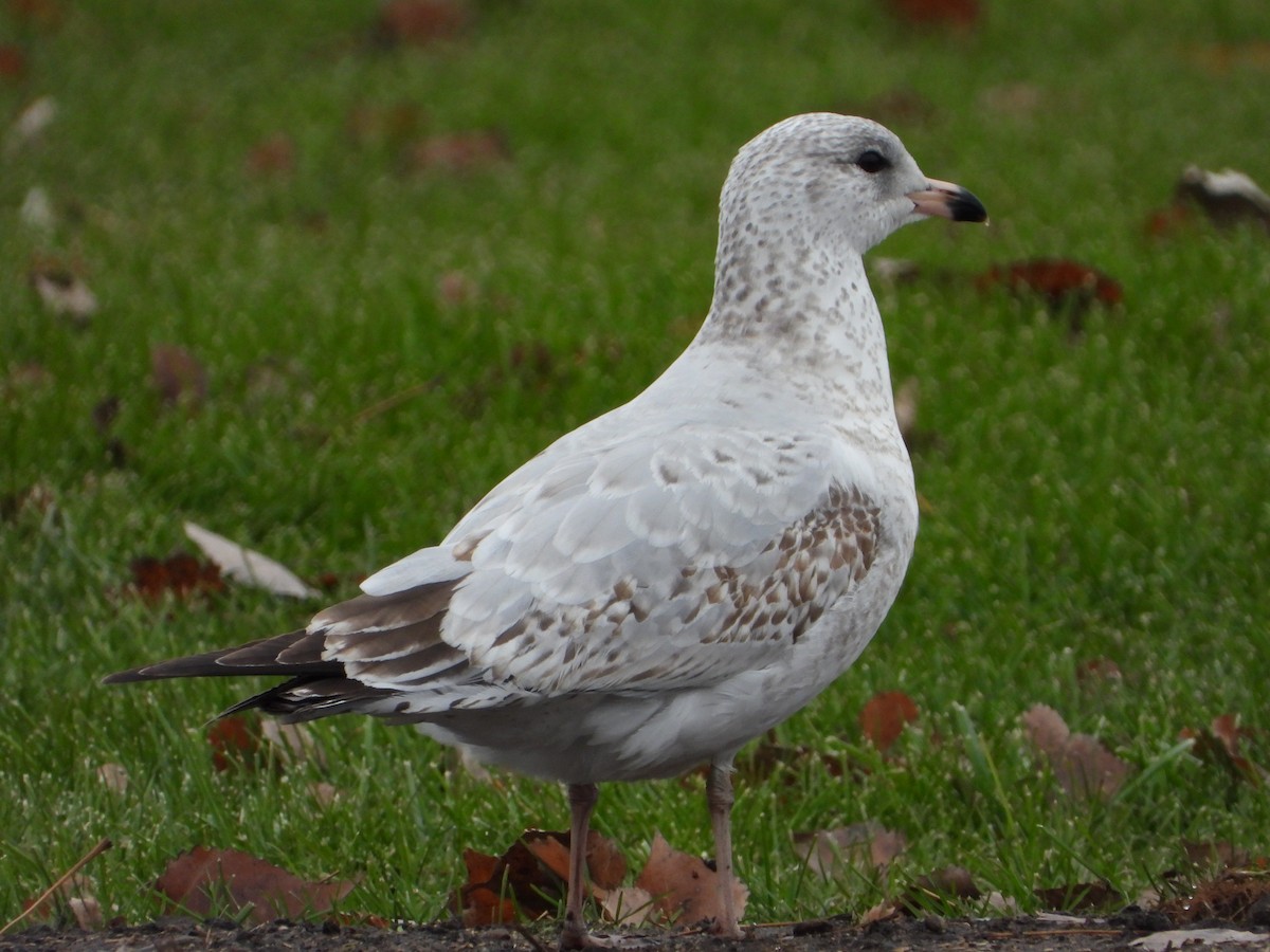 Ring-billed Gull - ML389615781