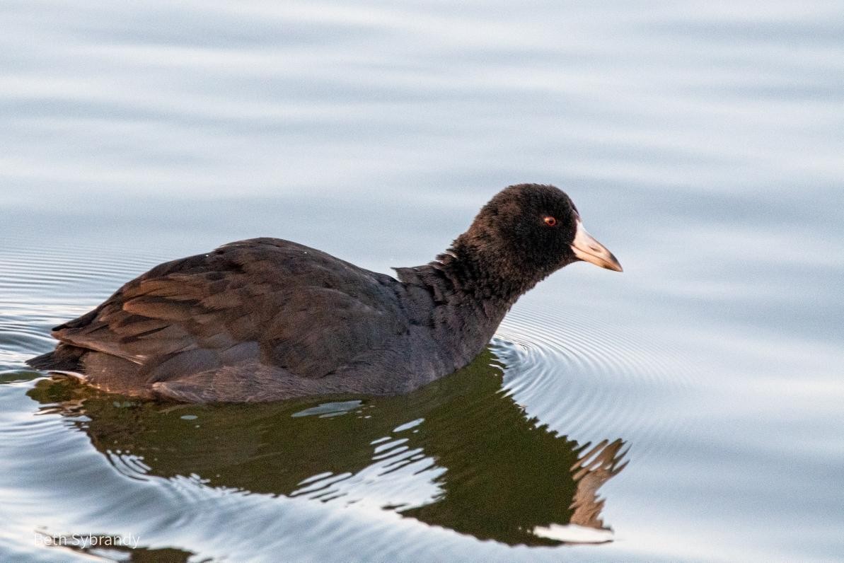 アメリカオオバン - ML389615851