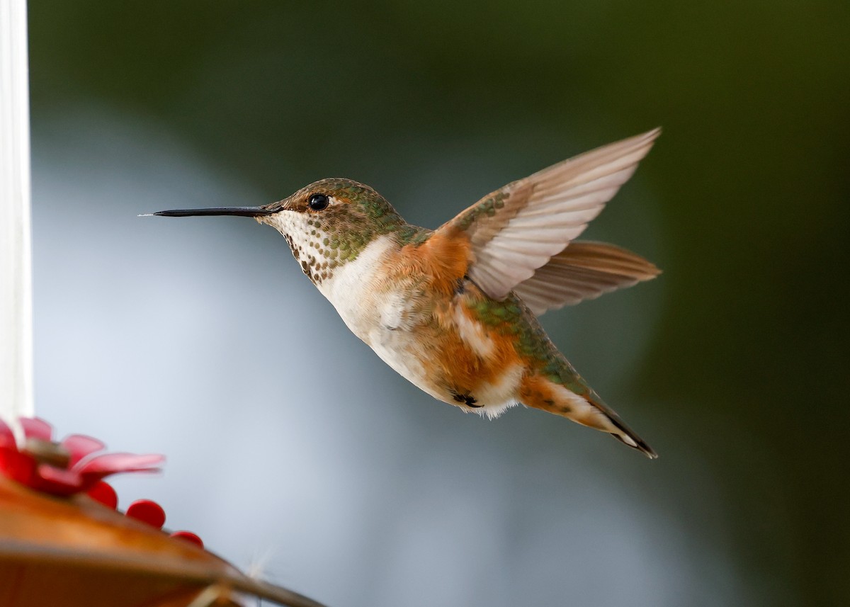 Rufous Hummingbird - ML389615931