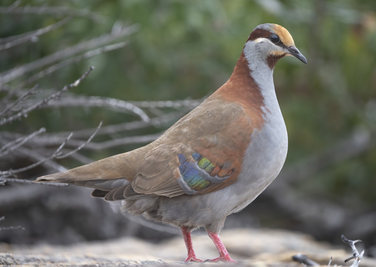 Brush Bronzewing - David Sinnott