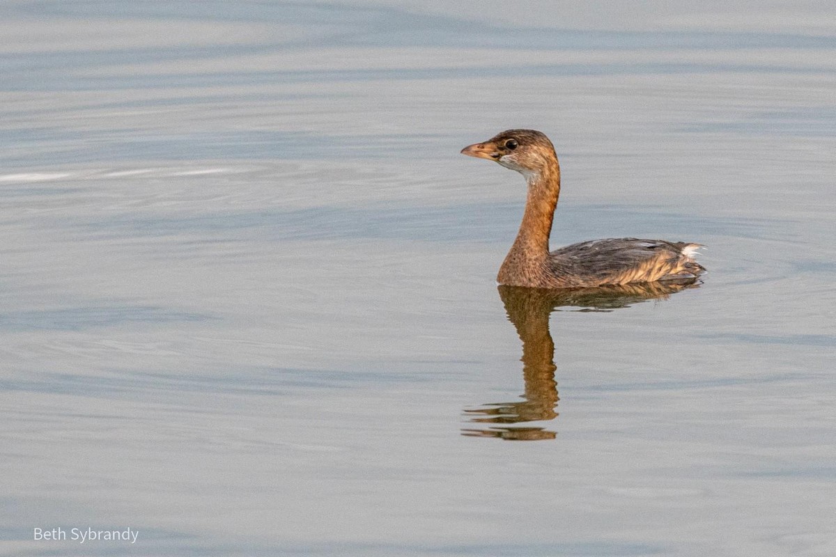 Pied-billed Grebe - ML389616731