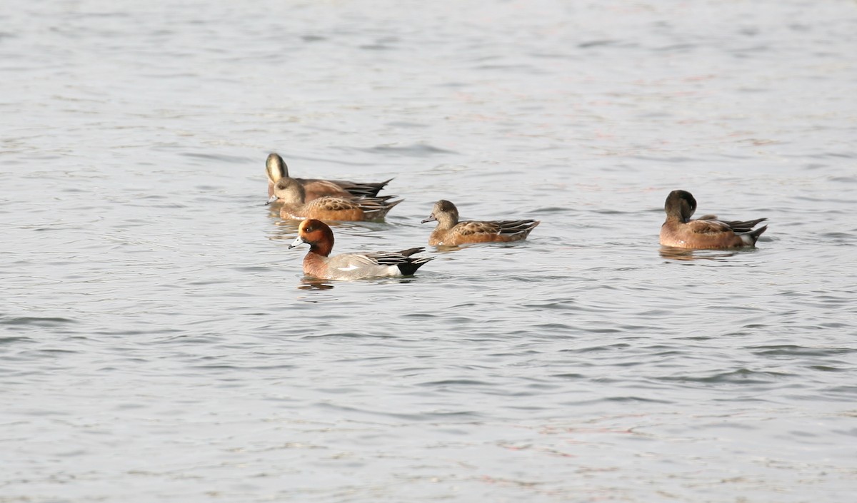 Eurasian Wigeon - ML389619601