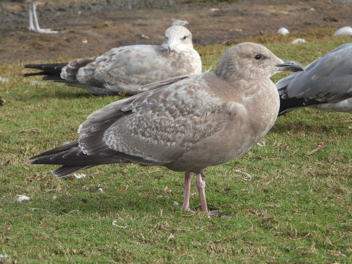 Herring x Glaucous-winged Gull (hybrid) - ML389619701