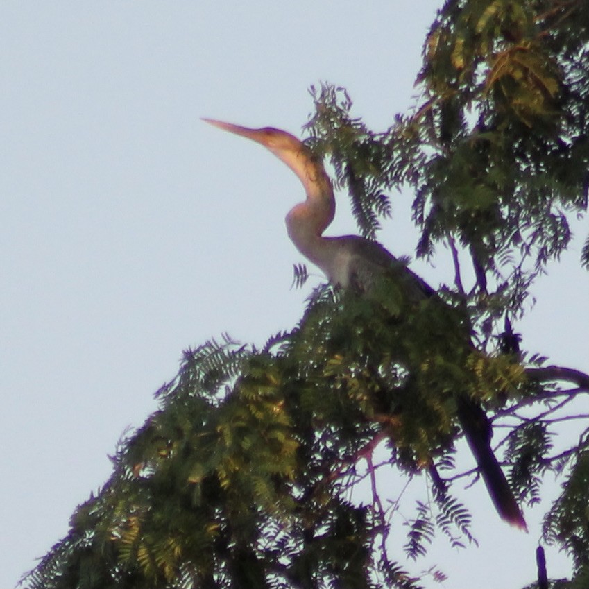 Anhinga - ML389619761