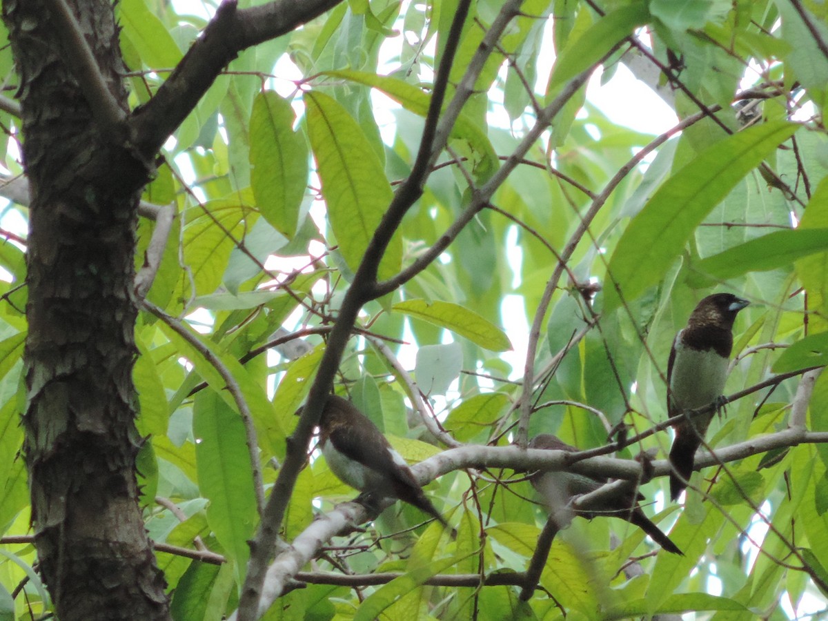 White-rumped Munia - Win Nwe