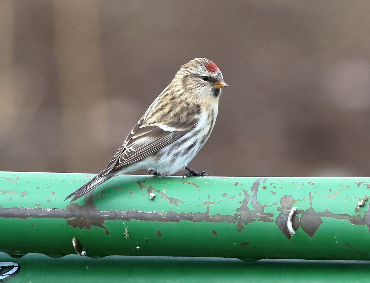 Common Redpoll - Sneed Collard