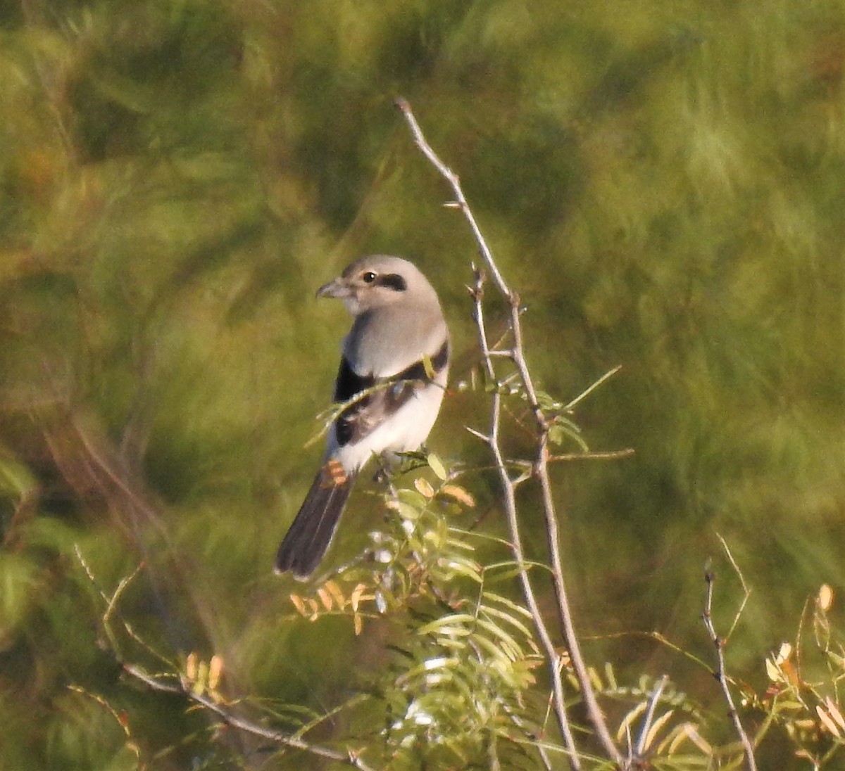 Northern Shrike - ML389620681