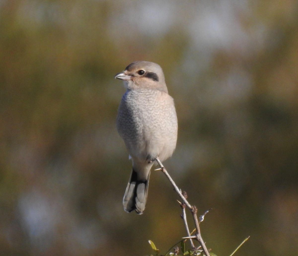 borealvarsler - ML389620691