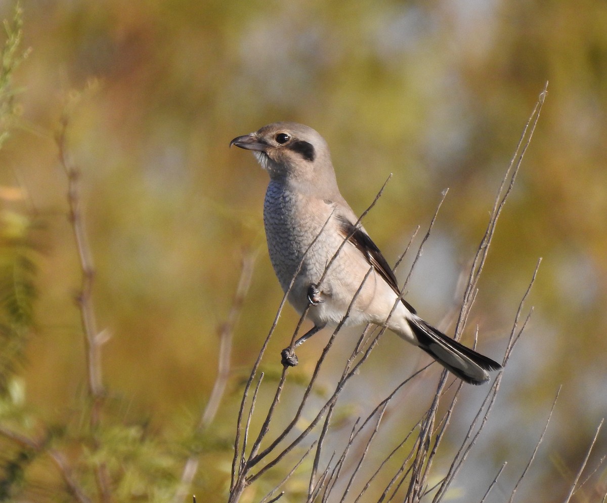 Pie-grièche boréale - ML389620701