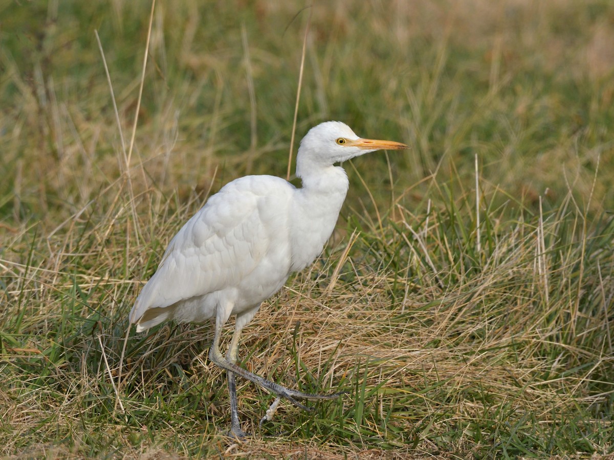 Western Cattle-Egret - Bob Epperson